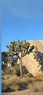 Joshua Tree