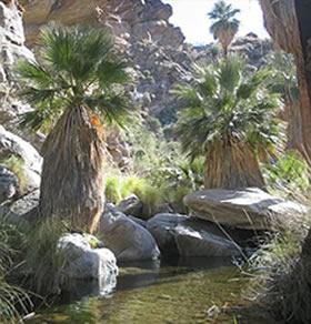 Lagoon Palm Springs